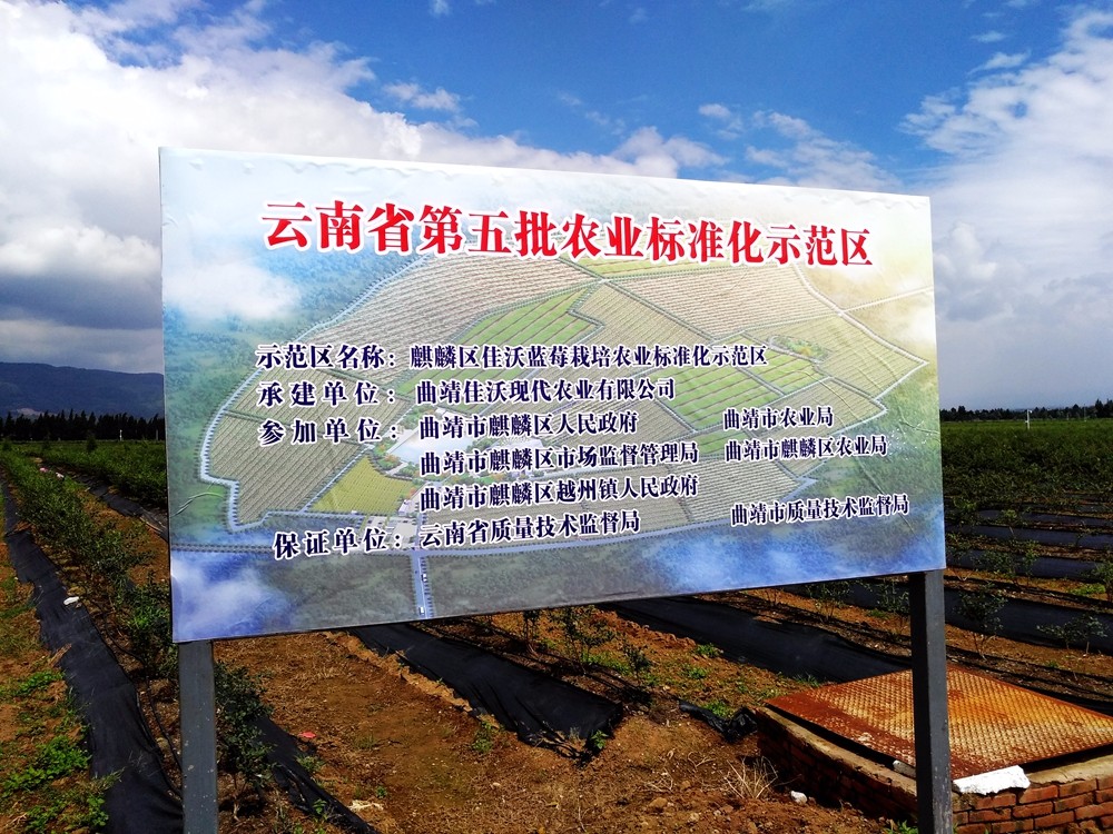 联想佳沃蓝莓种植基地携手慧云信息开展标准化种植,从源头种出好产品